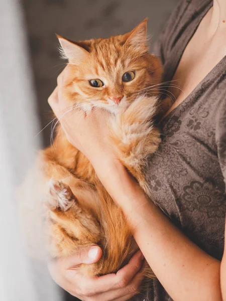 Lindo gato de jengibre está sentado en las manos de la mujer y mirando a la cámara. Símbolo de la adopción de mascotas esponjosas . — Foto de Stock