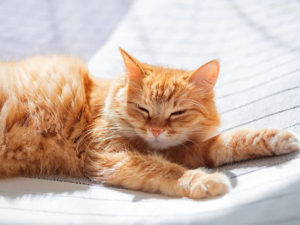 Mignon chat roux couché sur le lit. Le peluche s'endort. Confortable fond de maison . — Photo