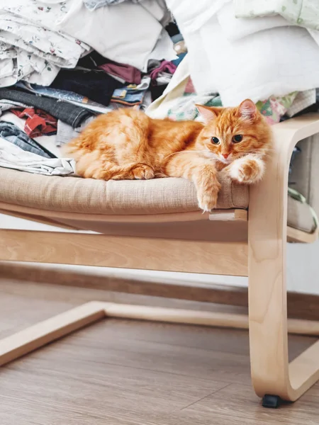 Lindo gato jengibre acostado en una silla. Meta en la habitación, trajes apilados en el desorden. Mascota peluda mira con curiosidad — Foto de Stock