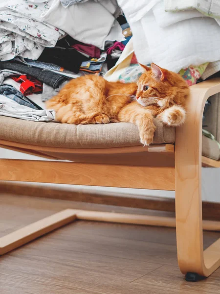 Kucing Ginger lucu berbaring di kursi. Kekacauan di kamar, pakaian ditumpuk dalam kekacauan. Furry hewan peliharaan terlihat dengan rasa ingin tahu — Stok Foto