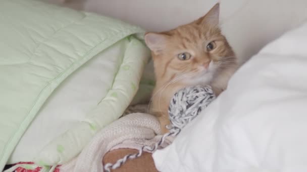 Cute ginger cat is lying on shelf among fabric and yarn. Fluffy pet is dozing. Cozy home. Flat profile clip. — Stock Video