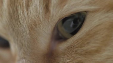 Sandalyede yatan sevimli zencefil kedi. Rahat evde Dozer kabarık pet portre yakın. Düz profil klibi.