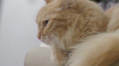 Sandalyede yatan sevimli zencefil kedi. Rahat evde Dozer kabarık pet portre yakın. Düz profil klibi.