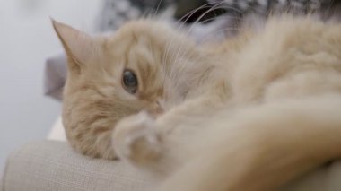 Sandalyede yatan sevimli zencefil kedi. Rahat evde Dozer kabarık pet portre yakın. Düz profil klibi.