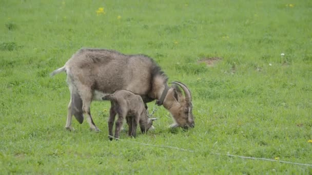 Des chèvres et des chevreaux paissent sur le terrain. Les animaux de ferme mangent de l'herbe fraîche . — Video