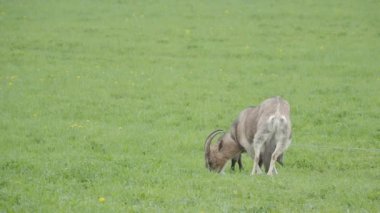 Kadın keçi ve çocuk keçi alan üzerinde otlatmak. Çiftlik hayvanları taze bahar çim yemek.