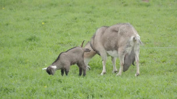 Las cabras y los cabritos pastan en el campo. Animales de granja comen hierba fresca de primavera . — Vídeos de Stock