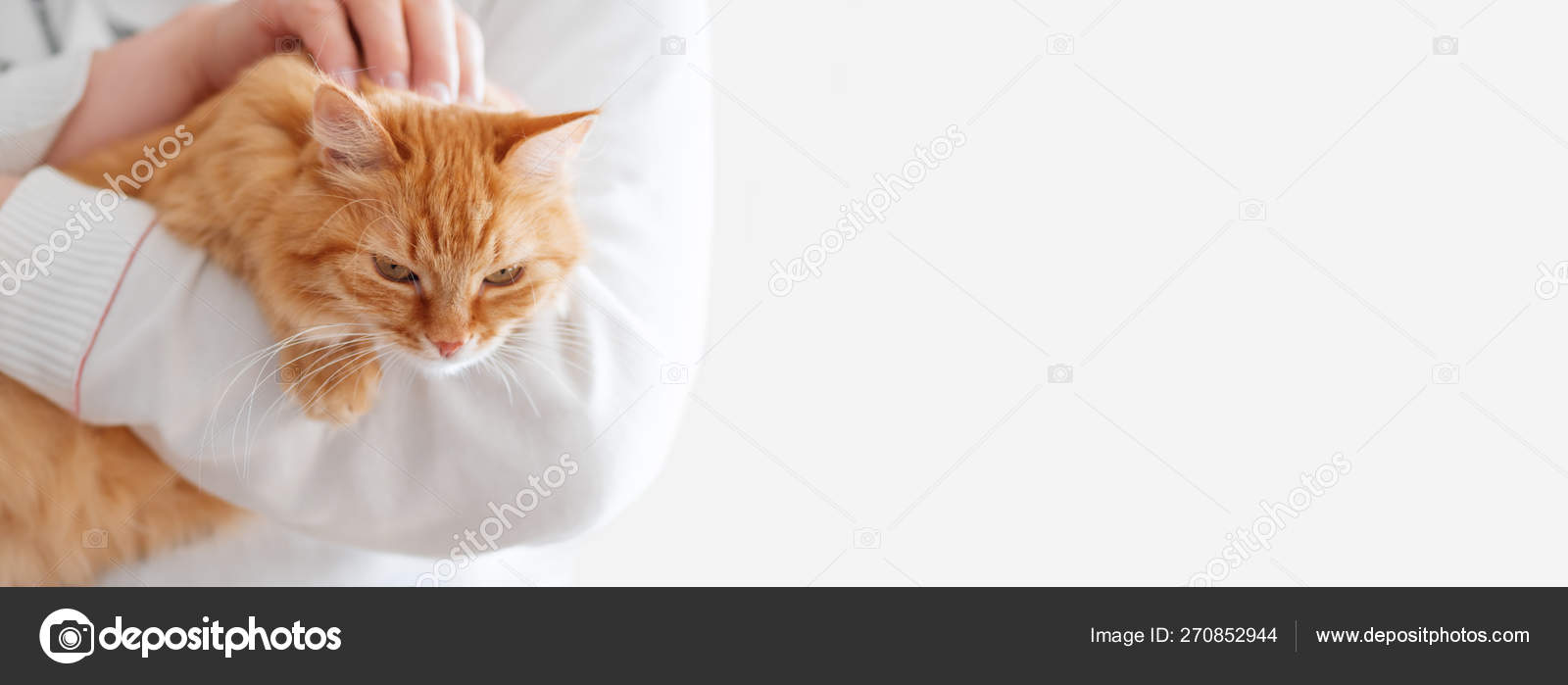 Mignon Chat Roux Est Assis Sur Les Mains De L Homme Et Fixer La Camera Symbole De L Adoption D Animaux De Compagnie Moelleux Espace De Copie Image Libre De Droit Par Aksenovko C