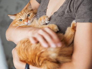 Sevimli zencefil kedi kadının elinde oturuyor ve kameraya bakıyor. Kabarık evcil hayvan evlat edinme sembolü.