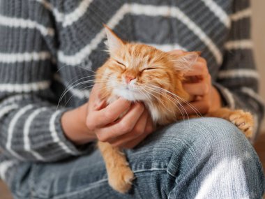 Sevimli zencefil kedi kadın dizlerinin üzerinde Dozer. Kot kadın onu kabarık Pet okşayarak. Rahat ev.