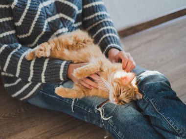 Sevimli zencefil kedi kadın dizlerinin üzerinde uyukluyor. Yırtık kotlu kadın kabarık evcil hayvanını okşuyor. Rahat ev.