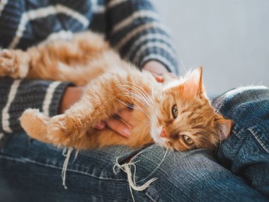 Sevimli zencefil kedi kadın dizlerinin üzerinde uyukluyor. Yırtık kotlu kadın kabarık evcil hayvanını okşuyor. Rahat ev.