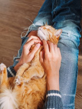 Sevimli zencefil kedi kadın dizlerinin üzerinde Dozer. Yırtık kot kadın onu kabarık Pet okşayarak. Rahat bir ev. Üst görünüm.
