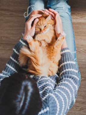 Sevimli zencefil kedi kadın dizlerinin üzerinde Dozer. Yırtık kot kadın onu kabarık Pet okşayarak. Rahat bir ev. Üst görünüm.