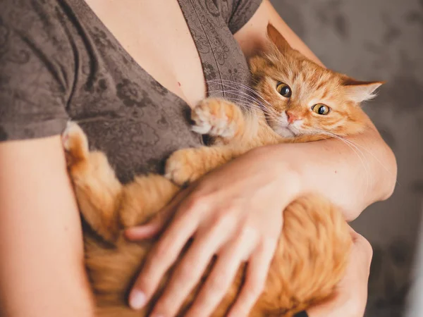 Gato de gengibre bonito está sentado nas mãos da mulher e olhando para a câmera. Símbolo da adoção de animais fofos . — Fotografia de Stock