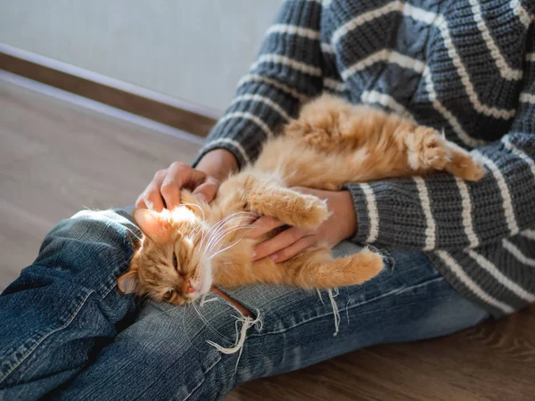 Gato de gengibre bonito dormindo de joelhos de mulher. Mulher de jeans rasgado acariciando seu animal de estimação fofo. Casa aconchegante . — Fotografia de Stock