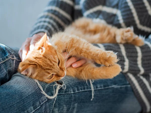 Lindo gato de jengibre dormitando sobre rodillas de mujer. Mujer con jeans rotos acariciando a su peluda mascota. Acogedora casa . — Foto de Stock