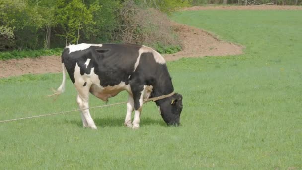 Toro pastando en el campo. Granja animal come hierba fresca de primavera . — Vídeo de stock