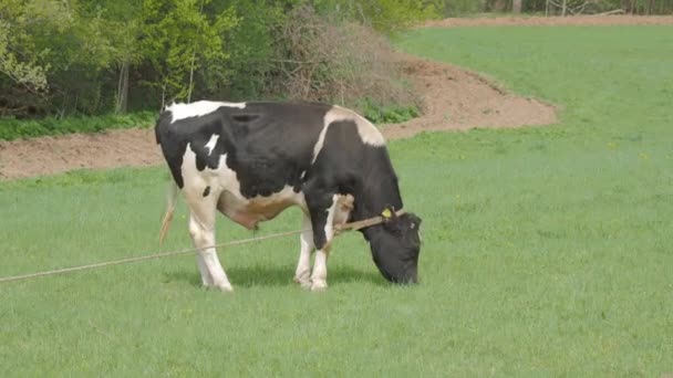 Býk se pasou na hřišti. Zemědělská zvířata jedí čerstvou pružnou trávu. — Stock video
