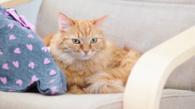Sandalyede yatan sevimli zencefilli kedi. Kabarık evcil hayvan uyuklama. Rahat ev.