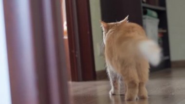 Sevimli kızıl kedi gidiyor. Kabarık evcil hayvan kuyruğu. Düz profil klipsi.