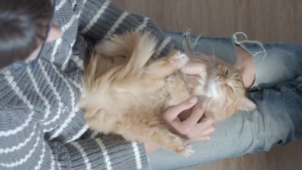 Lindo gato de jengibre dormitando sobre rodillas de mujer. Mujer con jeans rotos acariciando a su peluda mascota. Acogedora casa. Perfil plano . — Vídeo de stock