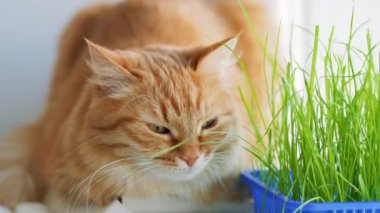 Sevimli zencefil kedi kapalı bitkinin yeşil yaprakları yakınında pencere eşik üzerinde dozing. Evde kediler için özel çim ile Kabarık evcil hayvan.