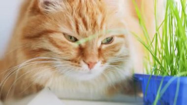 Sevimli zencefil kedi kapalı bitkinin yeşil yaprakları yakınında pencere eşik üzerinde dozing. Evde kediler için özel çim ile Kabarık evcil hayvan.