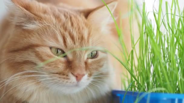Ginger bonito gato dormindo no peitoril da janela perto de folhas verdes de planta interior. Animal de estimação fofo com grama especial para gatos em casa . — Vídeo de Stock
