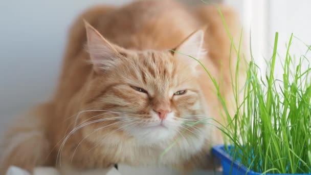 Die süße Ingwerkatze döst auf der Fensterbank in der Nähe der grünen Blätter der Zimmerpflanze. flauschiges Haustier mit speziellem Gras für Katzen zu Hause. — Stockvideo