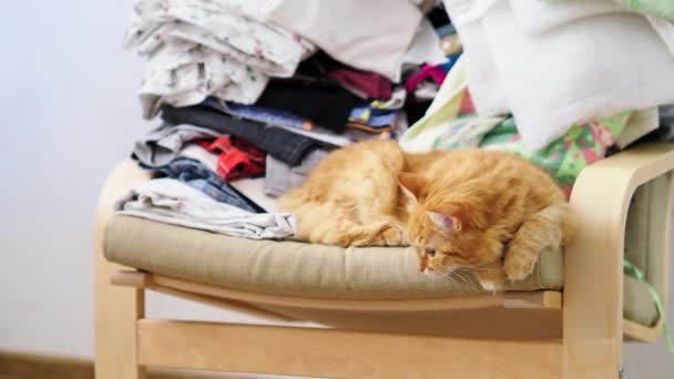 Lindo gato de jengibre acostado en la silla cerca de la ropa apilada en pila. Mascotas mullidas dormitando. Acogedora casa . — Vídeos de Stock