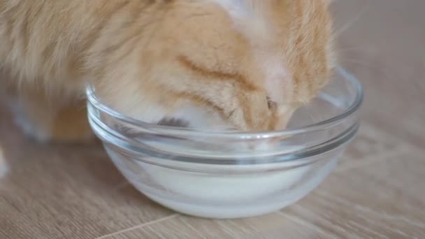 Närbild bilder av söt ingefära katt dricker mjölk från glass Bowl. Fluffigt törstigt husdjur på golvet. Platt profil. — Stockvideo