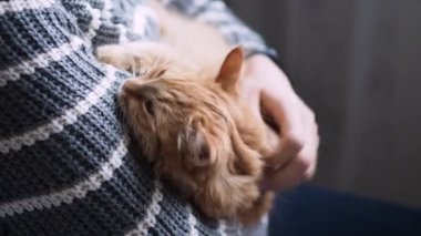 Kadın kolları üzerinde Dozer sevimli zencefil kedi. Gri kazak kadın onu kabarık Pet okşayarak. Rahat ev.