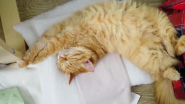 Kıyafetlerin üzerinde yatan sevimli kızıl kedi. Odada dağınıklık, yerde düzensiz likte yatan kıyafetler. Üstte görüntü.