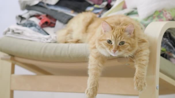 Roztomilá zázvorná kočka ležící na židli s kupou šatů. Chlupaté zvíře dřímá a houpání tlapy. Útulný domov. Plochý profil. — Stock video