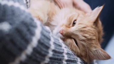 Kadın kolları üzerinde Dozer sevimli zencefil kedi. Gri kazak kadın onu kabarık Pet okşayarak. Rahat ev.