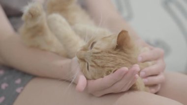 Sevimli zencefil kedi kadın dizlerinin üzerinde uyukluyor. Kabarık evcil hayvanını okşadan bir kadın. Rahat bir ev. Düz profil.