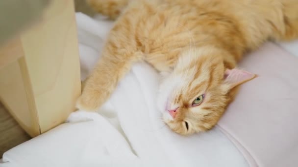 Симпатичный рыжий кот лежит на одежде. Беспорядок в комнате, одежда лежит на полу в беспорядке. Вид сверху . — стоковое видео