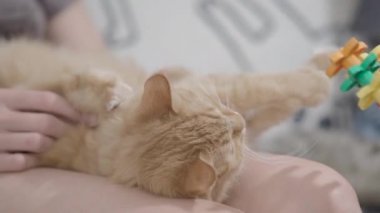 Sevimli zencefil kedi kadın dizlerinin üzerinde uyukluyor. Kabarık evcil hayvanını okşadan bir kadın. Rahat bir ev. Düz profil.