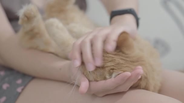 Χαριτωμένη τζίντζερ γάτα που κάνει τα γόνατα της γυναίκας. Γυναίκα που χαϊδεύει το χνουδωτό ζωάκι της. Άνετο σπίτι. Επίπεδο προφίλ. — Αρχείο Βίντεο
