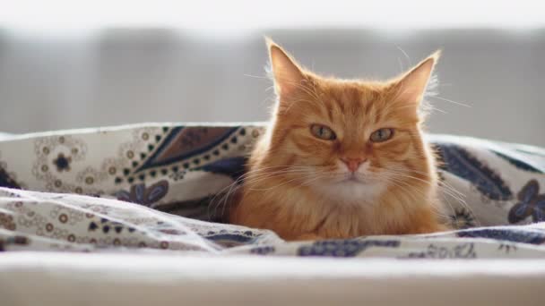 可爱的姜猫躺在床下毯子。毛茸茸的宠物看起来很奇怪。舒适的家庭背景, 早睡前. — 图库视频影像