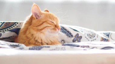 Şirin zencefil kedi battaniyenin altında yatakta yalan. Kabarık pet merakla görünüyor. Rahat ev arka plan, sabah uyku zamanı.