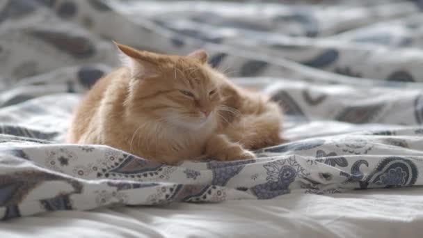 Χαριτωμένη τζίντζερ γάτα ξαπλωμένο στο κρεβάτι με κουβέρτα. Το χνουδωτό κατοικίδιο ζώο φαίνεται περιέργως. Άνετο φόντο στο σπίτι, πρωινή ώρα ύπνου. Επίπεδο προφίλ. — Αρχείο Βίντεο
