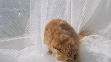 Tül perde ile pencere üzerinde oturan sevimli zencefil kedi. Kabarık evcil hayvan kendini yalama olduğunu. Rahat evde güneşli bir gün.