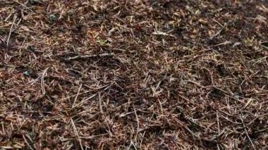 Karınca yuvasındaki karıncaların görüntülerini kapatın. Sürü böcek.