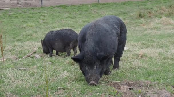 Une paire de cochons vietnamiens mange de l'herbe. Animaux de ferme broutant sur le champ . — Video