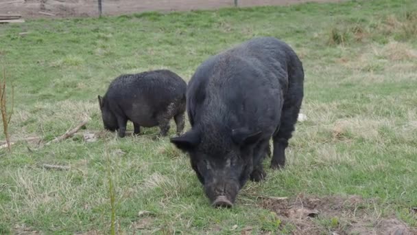 Dvojice Vietnamců s květináčem jedí trávu. Hospodářská zvířata pasoucí se na pole. — Stock video