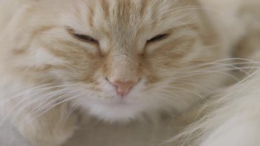 Sevimli zencefil kedi iyon sandalye yalan. Rahat evde dozing kabarık evcil hayvan portresi kadar kapatın. Düz profil klipsi.