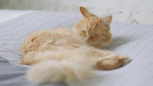 Aranyos gyömbér macska az ágyban fekve. Bolyhos kisállat dörömböl-on családias haza. Reggel leesti. — Stock videók