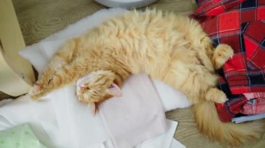 Kıyafetlerin üzerinde yatan sevimli kızıl kedi. Odada dağınıklık, yerde düzensiz likte yatan kıyafetler. Üstte görüntü.